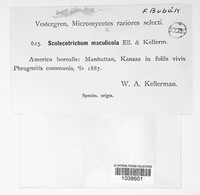 Image Associated With the Occurence